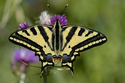 Oldworld Swallowtail (Papilio machaon) butterfly on a purple flower