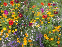 wild flower mix with poppies