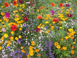 wild flower mix with poppies and lots of bees