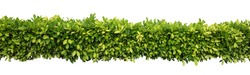 Green hedge or Green Leaves Wall on isolated