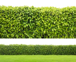 green hedge or Green Leaves Wall on isolated