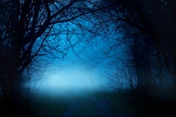 Mysterious fantasy silhouette dark branch night nature. Black mystical scary bare trunks autumn trees fog. Mystic Road way blue moonlight mist . magic gothic horror spooky forest. Background smoke