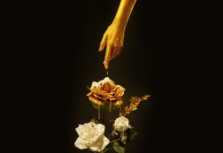 Fantasy art photo closeup female hand covered with gold paint skin touches white rose liquid gold dripping on petals. Goddess woman strokes flower with finger. Hand of Midas touch gilded. Black studio
