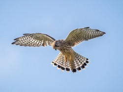 A common kestrel (Falco tinnunculus) hovering in flight in London, England.
