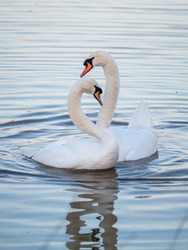 A pair of mute swans (Cygnus olor) on a lake in London, England.