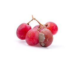 Grape ,fruit rotten on white background.