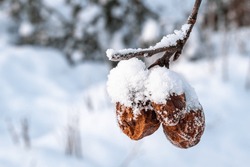 Dried and frozen apples on a branch, photo from Vasternorrland Sweden.
Selective focus.