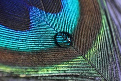 A droplet in a feather
