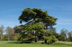 Cedrus Libani Tree (Cedar of Lebanon) with a Bright Blue Sky Background in Rural Devon, England, UK