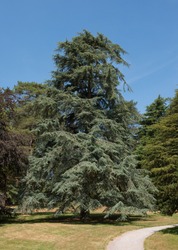 Cedar Tree (Cedrus deodara) in a Garden in Rural Somerset, England, UK