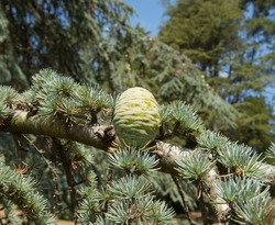 Branch and Cones of a Cedar Tree (Cedrus deodara) in a Garden in Rural Somerset, England, UK