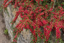 Red Berries of Cotoneaster horizontalis (Wall Spray) in a Coastal Garden in the Seaside Village of Beer on the Jurassic Coast in Rural Devon, England, UK