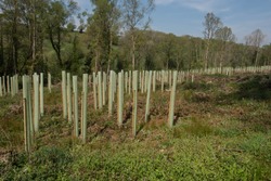 Plantation of Newly Planted Trees Supported by Wooden Stakes and Plastic Tubes in a Cleared Forest in Rural Devon, England, UK