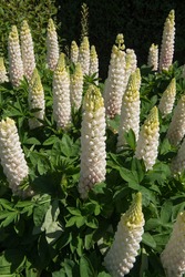 Group of Summer Flowering White Lupin Plants (Lupinus 'Noble Maiden') Growing in a Herbaceous Border in a Country Cottage Garden in Rural Devon, England, UK