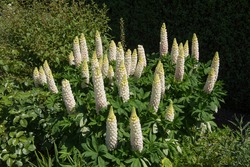 Group of Summer Flowering White Lupin Plants (Lupinus 'Noble Maiden') Growing in a Herbaceous Border in a Country Cottage Garden in Rural Devon, England, UK