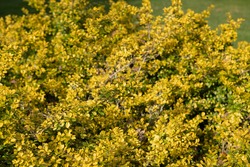 Bright Yellow Winter Foliage of an Evergreen Japanese Holly Shrub (Ilex crenata 'Golden Gem') Growing in a Garden in Rural Devon, England, UK