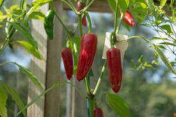 Home Grown Organic Bright Red Chili or Chilli Peppers 'Jalapeño' (Capsicum annuum) Growing in a Greenhouse on an Allotment in a Vegetable Garden in Rural Devon, England, UK