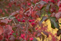 Autumn Coloured Leaves and Bright Rose Pink Fruit on a Deciduous Spindle Tree (Euonymus europaeus 'Red Cascade') Growing in a Garden in Rural Devon, England, UK