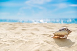 Shell on sand at beach and blue sky and bokeh sea