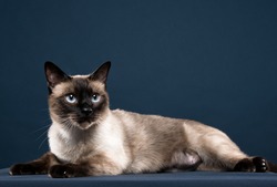 siamese cat portrait in dark blue background