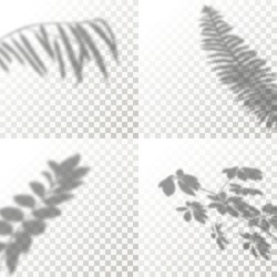 Set of Shadow Overlay Plant Vector Mockup. The transparent Shadows overlay effects Of Tropical Leaf in a modern minimalist style. For presentation Flyer, Poster, blank, logo, invitation
