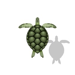 Green sea turtle realistic vector illustration of sea animal with shadow isolated on white background top view.
