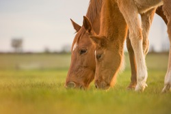 English Thoroughbred horse, mare with foal grazing together at sunset in a meadow. Family concept. No people with copyspace.