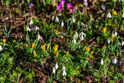Primula, snowdrops and other early bloomers herald spring at the end of February