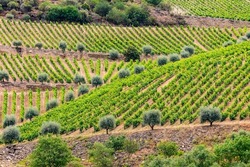 Vineyards and olive trees in the Alto Douro wine region in northern Portugal, Pinhao, Portugal