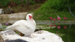 White duck on a rock in front of a red lotus pond
