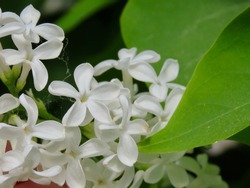 Common lilac Syringa vulgaris with single white flowers and green leaves. Lucky charm flower with 5 petals in centre