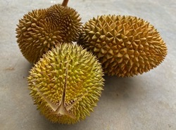 Fresh and ripe durian fruit. Durian (Durio) is a tropical plant originating from the Southeast Asian region which is popular for its unique shape and distinctive aroma.