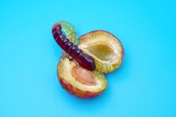 Large candy worm on a plum isolated on blue background