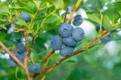 Close-up of a blueberry bush with the clusters of ripe berries ready for harvesting.