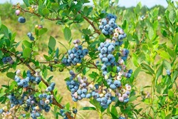 Blueberry ripening in the field. Close-up of the berry clusters on the bush.