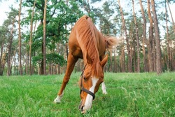Adult brown horse grazing on a glade in the forest