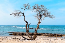 Tranquil and picturesque oceanic landscape: Old weathered tree with twisted branches by the ocean against clear blue sky on a sunny day. Inspirational or motivational concept.
