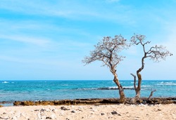 Old and weathered tree with twisted branches and no leaves standing at the shoreline against turquoise ocean and clear blue sky. Resilience, endurance and time passage concept.