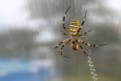 large wasp spider sits on a web with prey. Argiopa Bruennichi, or plate arachnid wasp. Argiopa bruennichi eats its prey, a species of araneomorph spider. close-up, black and yellow female spider.