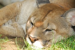 Puma Sleeping - Free Stock Photo by Pixabay on Stockvault.net