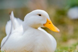 cute and majestic duck with white feathers and yellow beak is sitting by the lake. Macro shot. animal life.