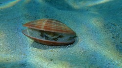 Bivalve mollusc smooth clam (Callista chione) undersea, Aegean Sea, Greece, Halkidiki