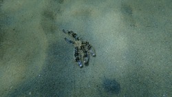 Dead blue spiny starfish or white starfish (Coscinasterias tenuispina) on sea bottom, Aegean Sea, Greece, Halkidiki