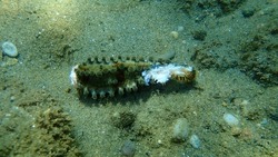 Arm of dead spiny starfish (Marthasterias glacialis) on sea bottom, Aegean Sea, Greece, Halkidiki