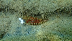 Arm of dead spiny starfish (Marthasterias glacialis) on sea bottom, Aegean Sea, Greece, Halkidiki