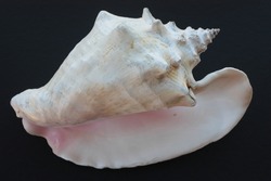 Seashell of large sea snail queen conch or pink conch (Aliger gigas) on a black background. Place of find: Atlantic Ocean, Cuba, Varadero