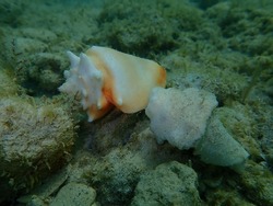 Sea snail Florida fighting conch (Strombus alatus) on the Atlantic Ocean bottom, Cuba, Varadero
