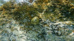Italian keyhole limpet or keyhole limpet (Diodora italica) undersea, Aegean Sea, Greece, Halkidiki
