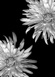 Beautiful black and white chrysanthemums isolated on black background. Close up flowers. Romantic wallpaper   