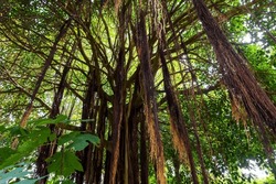 Old massive Indian Banyan tree with aerial prop roots in rainforest 